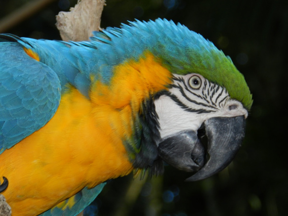 Parrot -Brasil