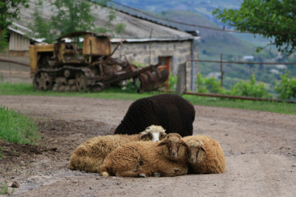 sheepes