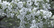 Blooming cherry trees-Bee