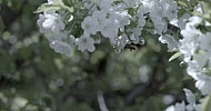 Blossoming cherry tree, Bee