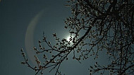 Blossoming apricot tree, Moon