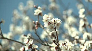 Blossoming apricot tree, Bee
