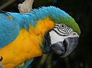 Parrot -Brasil