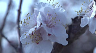 Blooming apricot, branch