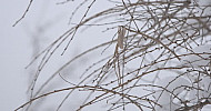 Winter, branches