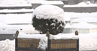 Winter, decorative  tree