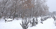 Winter, trees, bench