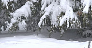 Winter, snow-covered trees
