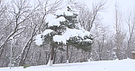 Winter, snow-covered trees