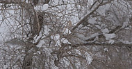 Winter, snow-covered branches