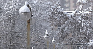 Yerevan, Winter, Lantern, Trees