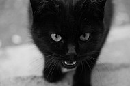 black cat - черная кошка