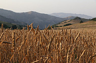 Tavush,wheat