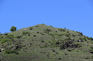 mountain,cows