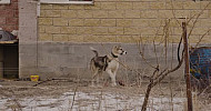 Gyumri, Armenia, Mush district, Winter, Dog
