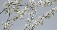Blossoming Branch Cherry, Spring   Ծաղկած կեռասենու ճյուղեր, գարուն