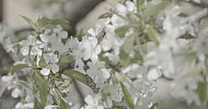 Blossoming Branch Cherry, Spring   Ծաղկած կեռասենու ճյուղեր, գարուն