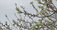 Apricot branches, Leaves, Spring     Ծիրանենու ճյուղեր, տերեւներ, գարուն
