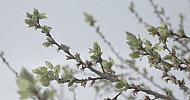 Apricot branches, Leaves, Spring     Ծիրանենու ճյուղեր, տերեւներ, գարուն