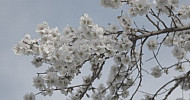 Blooming Almond Tree, Spring   Ծաղկած նշենի, գարուն