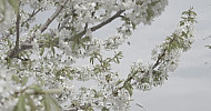 Blossoming Branch Cherry, Bees, Spring   Ծաղկած կեռասենու ճյուղեր, մեղուներ, գարուն