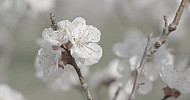 Blooming abricot, Spring   Ծաղկած ծիրանենի, գարուն