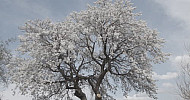 Blooming Almond Tree, Spring   Ծաղկած նշենի, գարուն