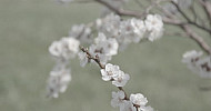 Blooming abricot, Spring   Ծաղկած ծիրանենի, գարուն
