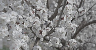 Blooming abricot,Spring   Ծաղկած ծիրանենի, գարուն