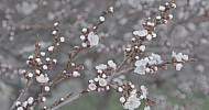 Blooming abricot, Ծաղկած ծիրանենի