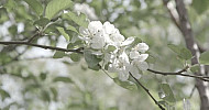 Blossom Apple Tree Branches  -  Ծաղկած խնձորենու ճյուղեր, գարուն