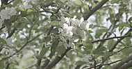 Blossom apple tree branchs, bee, Spring  -  Ծաղկած  խնձորենու ճյուղեր, մեղու, գարուն
