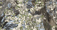 Blossoming Branchs Cherry, Spring   Ծաղկած կեռասենու ճյուղեր, գարուն