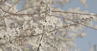 Blossoming cherry branches, Spring   Ծաղկած բալենու ճյուղեր, գարուն