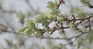 Apricot branches, Leaves, Spring      Ծիրանենու ճյուղեր, տերեւներ, գարուն