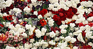 Flowers in memory of Genocide victims, April 24, Tsitsernakaberd 2016