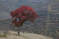 tree in village Movses