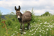 Cheerful donkey