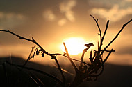 sunrise,branch