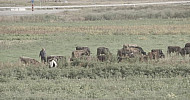 Cows, field