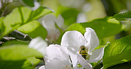 Blossoming Branch Cherry, Bee, Spring