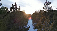 beautiful winter forest before sunset