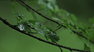 the green branch of the tree in the rain