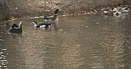 Lake Parz, Tavush Province, floating ducks in the lake, Armenia