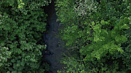 սաղարթախիտ ծառերով շրջապատված գետ       a river surrounded by leafy trees