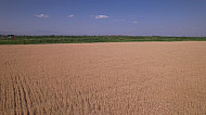 ոսկեփայլ ցորենի դաշտ    golden wheat field
