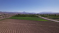 sown fields and apricot orchards